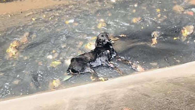 Rescue Abandoned Dog Stuck Inside a Canal, Struggling To Survive