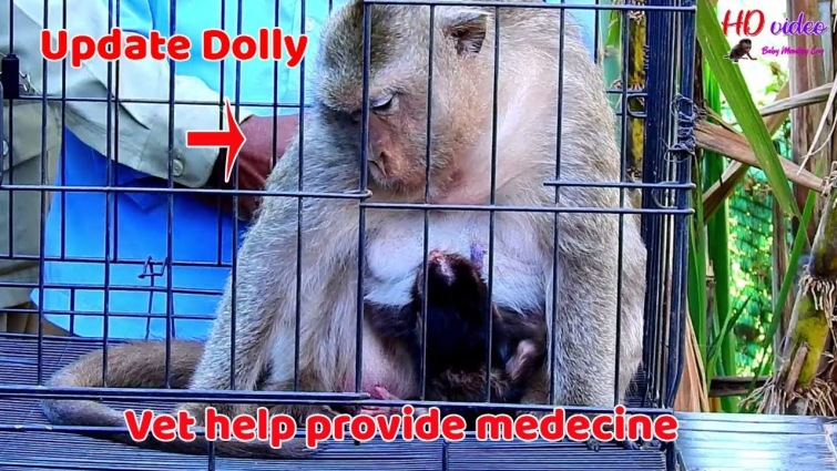 HOT UPDATE DOLLY ! Real activities Vet help provide medicine for Dolly | Dolly better can feed milk