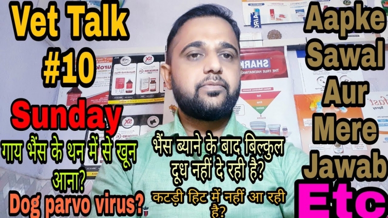 Vet Talk #10, गाय भैंस के थन में से खून आना? भैंस ब्याने के बाद बिल्कुल दूध नहीं दे रही है?  इत्यादि