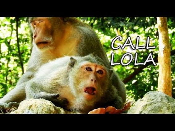 Pity Leyla miss princess Lola call & call | Lola keep at vet for clean & suture wound.