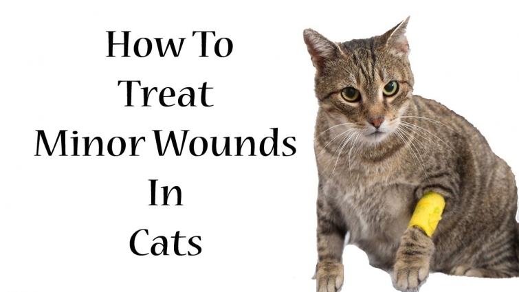 How to Treat Minor Wounds in Cats || Treat Cats Minor Wounds