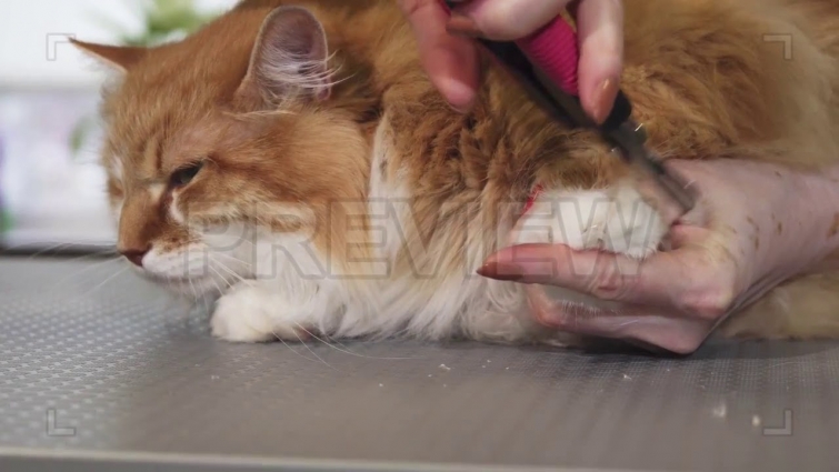 Cat Being Groomed Stock Video