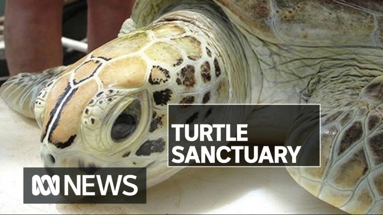Exmouth vet on a mission to create new specialist turtle hospital in northern WA | ABC News