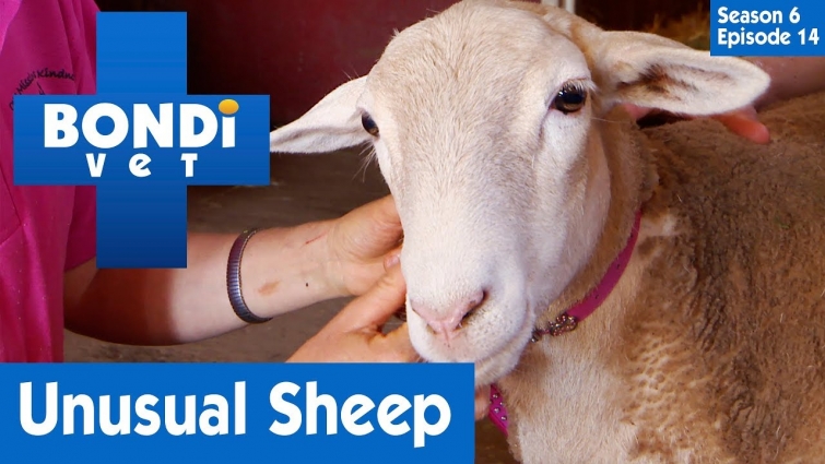 🐑 Sheep Is Missing Hooves | S06E14 | Bondi Vet