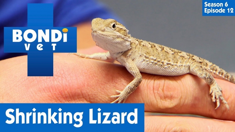 🦎 Curious Case Of A Shrinking Lizard | S06E12 | Bondi Vet