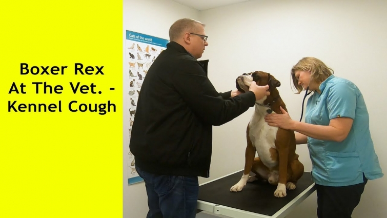 Boxer RexTo The Vet. – Kennel Cough 😥