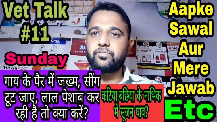 Vet Talk #11 गाय के पैर में जख्म, सिंह टूट जाए, लाल पेशाब कर रही है तो क्या करें इत्यादि के जवाब
