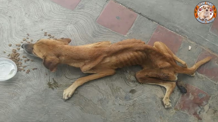 Rescue Homeless Thin Dog Was Paralyzed, Living On The Street & Amazing Transformation