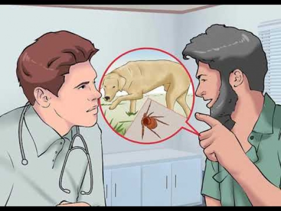 HOW TO REDUCE YOUR LYME DISEASE RISK? PROTECTING PETS FROM TICKS
