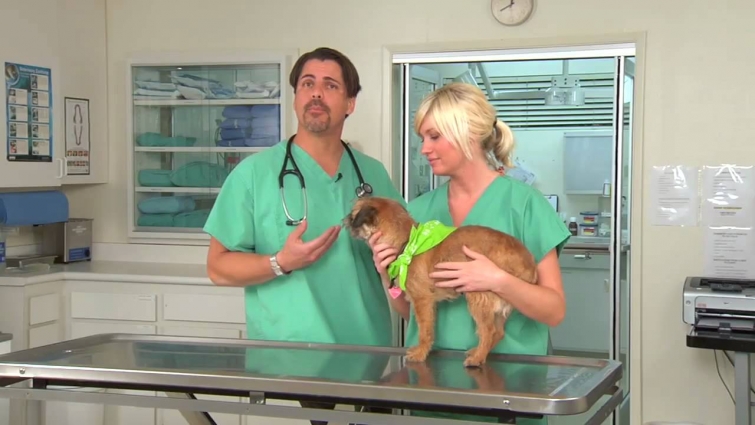 How to Clean Your Dog's Ears – VetVid Episode 003