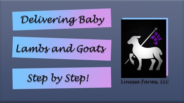 Delivering Baby Lambs and Goats:  Step by Step!