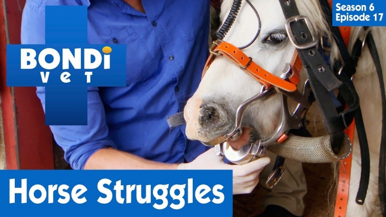 🐴 Horse Struggles To Eat | S06E17 | Bondi Vet