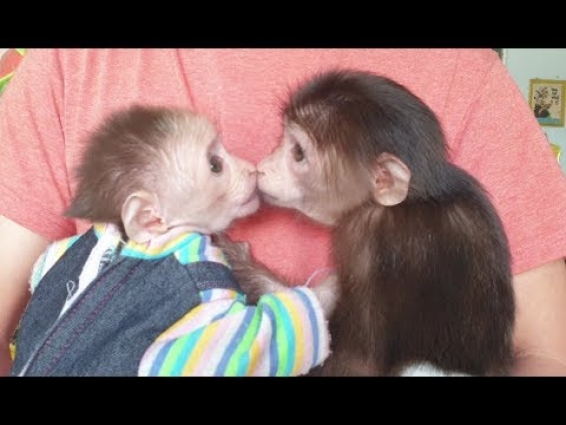 Monkey Doo Meets Monkey Na For The First Time | Monkey Vet Visit