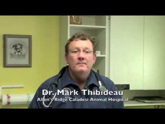 Veterinarian Dunedin FL 34698  Flea and Heartworm Treatment Full Service Animal Hospital
