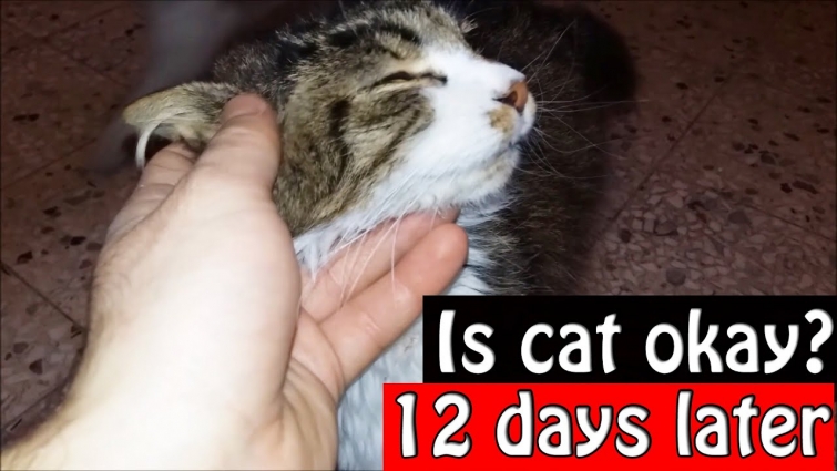 The Stray Cat Returned 12 Days Later From The Vet -Cute Cats
