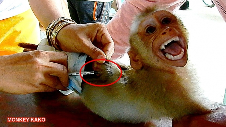 Monkey Kako Get Rabies Vaccination From Veterinary First Time | Monkey Get Medicine |Baby Monkey Cry