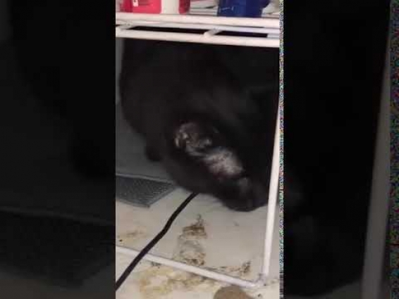 CHF cat cough – Veterinary Video