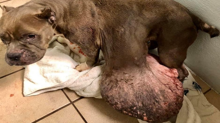 Rescue Abandoned Dog Has GIANT TUMOR 14,9 Pounds & Amazing Recovery