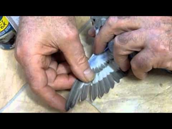Budgie Health Care with Avian Vet Dr Ross Perry on How to Treat Feather Mites 120611