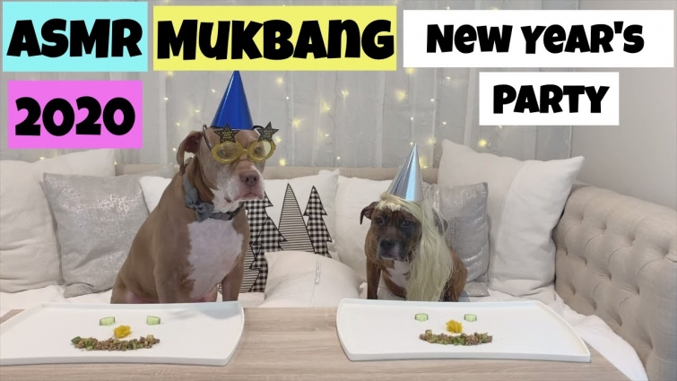 ASMR Mukbang Pitbull Dogs Eating – New Year's Party 2020 with captions