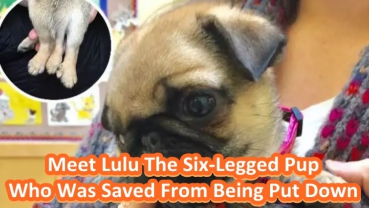 Meet Lulu The Six-Legged Pup Who Was Saved From Being Put Down
