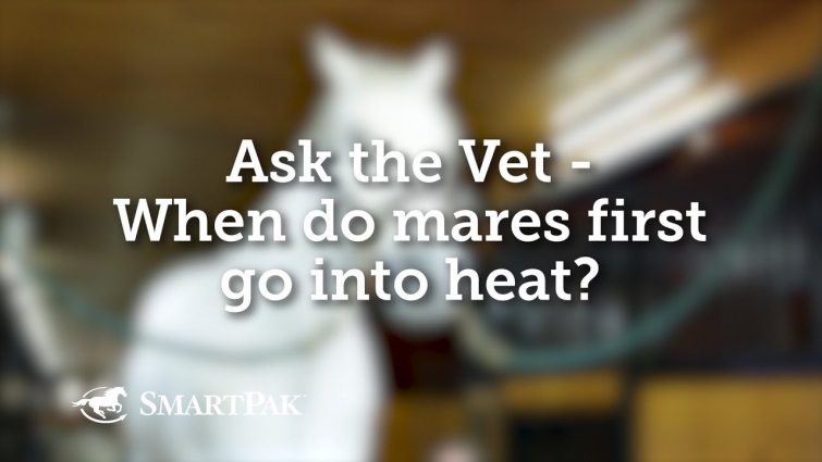 Ask the Vet – When do mares first go into heat?