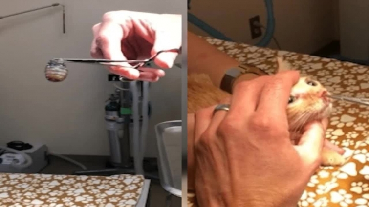 Stomach-churning moment vet pulls huge larva out of kitten’s nose