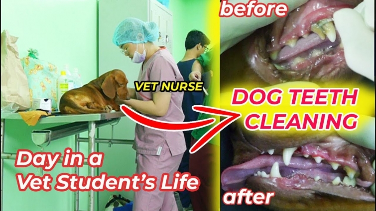 Vet school vlog: another surgery day cleaning dog teeth | Arah Virtucio