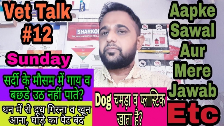 Vet Talk #12, सर्दी के मौसम में गाय व बछड़े उठ नहीं पाते, थन में से खून आता है, घोड़े का पेट बंद?