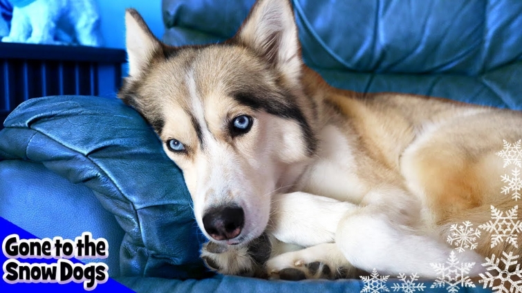 Shelby the Husky Saw a Veterinary Specialist for her Paw Tumor