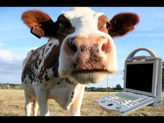 Non Pregnancy Uterus With Big Cysts, See How Veterinarian Uses Animal Ultrasound To View It