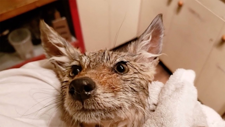 Botanist Rescues Abandoned Coyote Pup