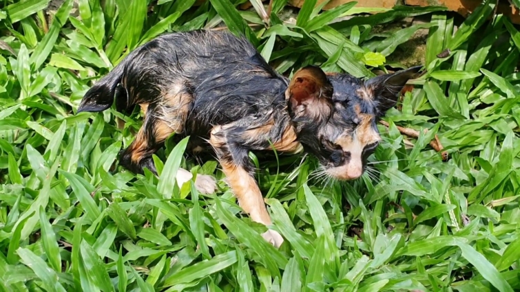 Found A Kitten Need A Vet Help | Rescue Kitten Was Abandoned