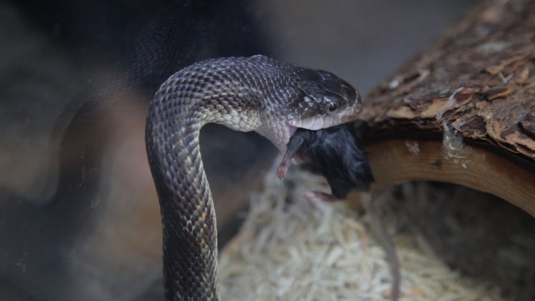 What to Do If Your Snake Won't Eat | Pet Snakes