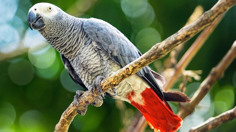 How to Care for an African Grey Parrot | Pet Bird