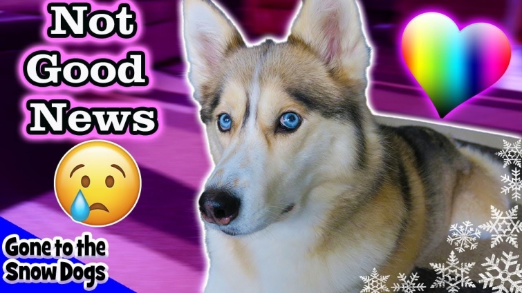 Shelby's Surgery Results Not Good News | Shelby the Husky after Surgery at the vet