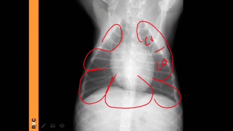 VET Talks – Normal Radiographic Anatomy of the Canine Thorax – Pet Care