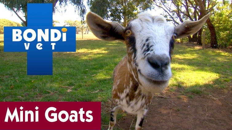 🐐 The Beauty Of Mini Goats