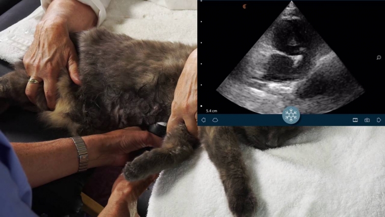 Clarius Vet – Cat Cardiac Ultrasound Tutorial