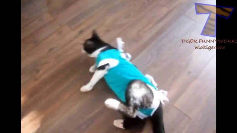 Cats acting strange after vet visit – Cat video compilation