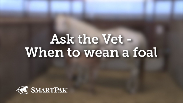 Ask the Vet – When to wean a foal