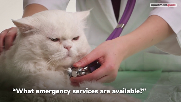 How to Find the Right Vet Clinic for You and Your Pet