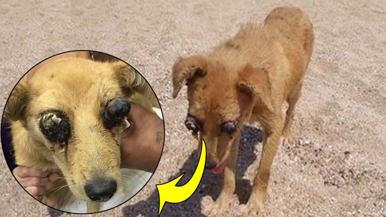 Rescue Homeless Dog Was Punctured Two Eyes & Amazing Training