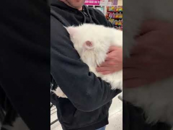Cat Hides Face in Crook of Owner's Arm at Seeing The Vet – 1094838