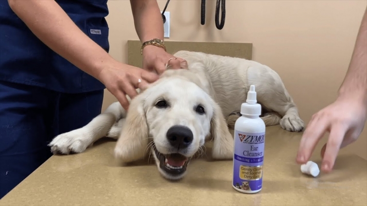 Taking my puppy to the vet! (very cute)