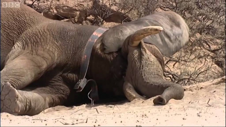 Baby Meets Wild Desert Elephant | Vet Safari | BBC