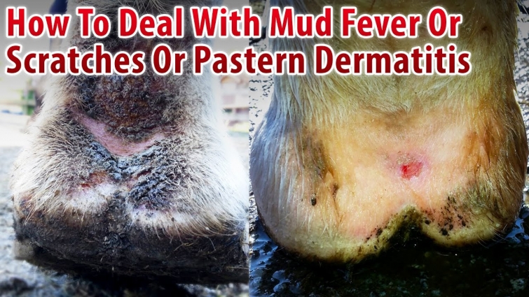 How To Deal With Mud Fever Or Scratches Or Pastern Dermatitis In Horses