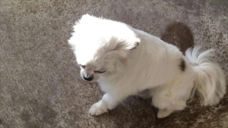 Veterinarian Melinda Mayfield-Davis Enlists the Aid of Vetericyn for a Dog with Head Trauma