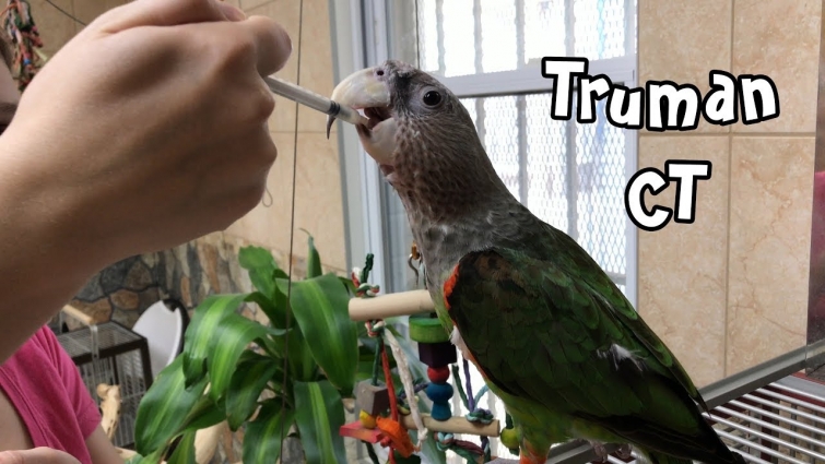 Truman Cape Parrot – Follow Up CT Scan