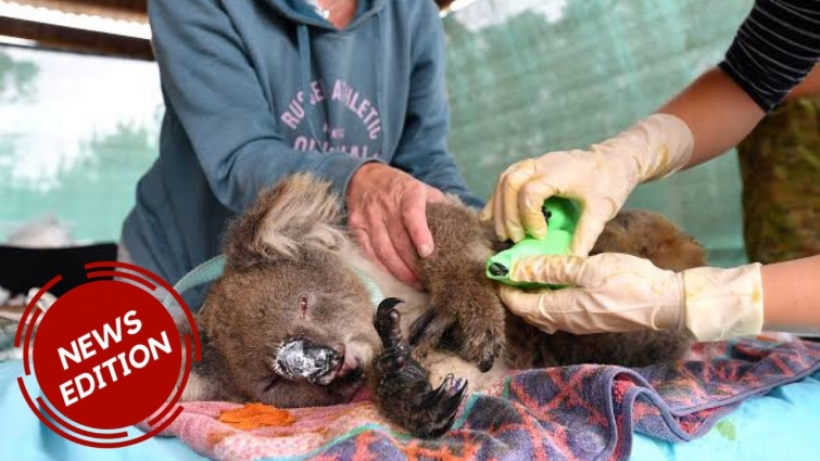 Video shows koalas hurt in Australia's fires getting treated